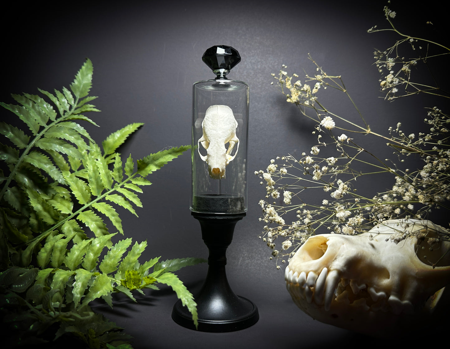 Taxidermy Mink Skull in Pedestal Display