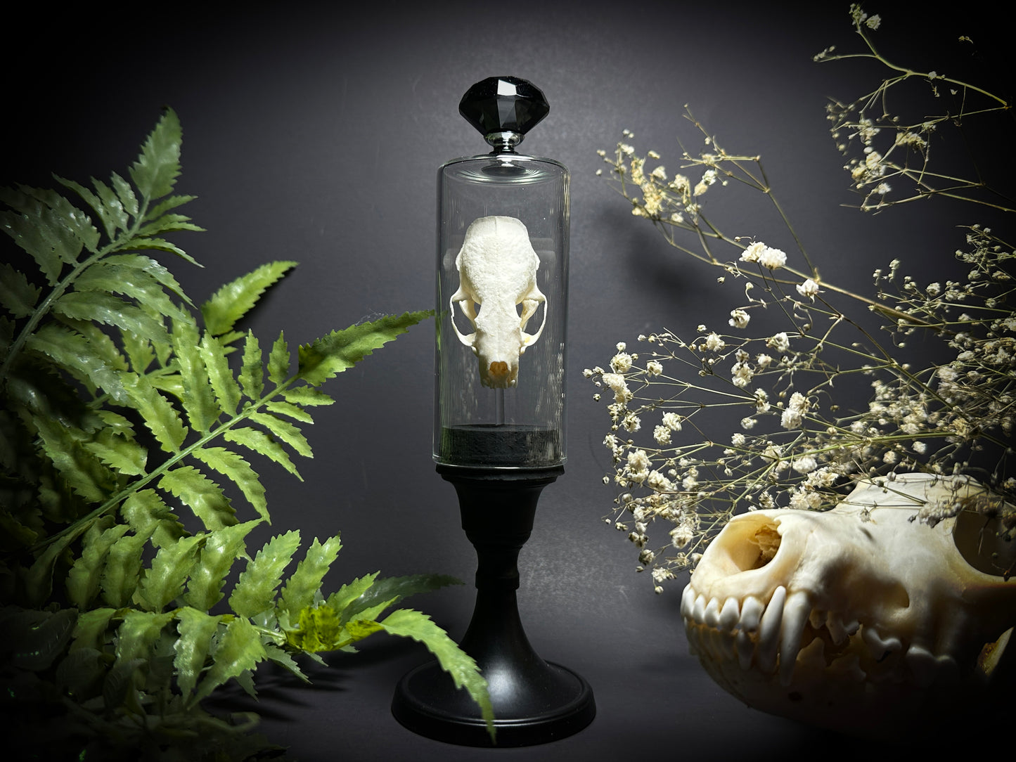 Taxidermy Mink Skull in Pedestal Display