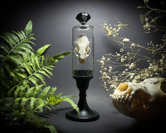 Taxidermy Mink Skull in Pedestal Display