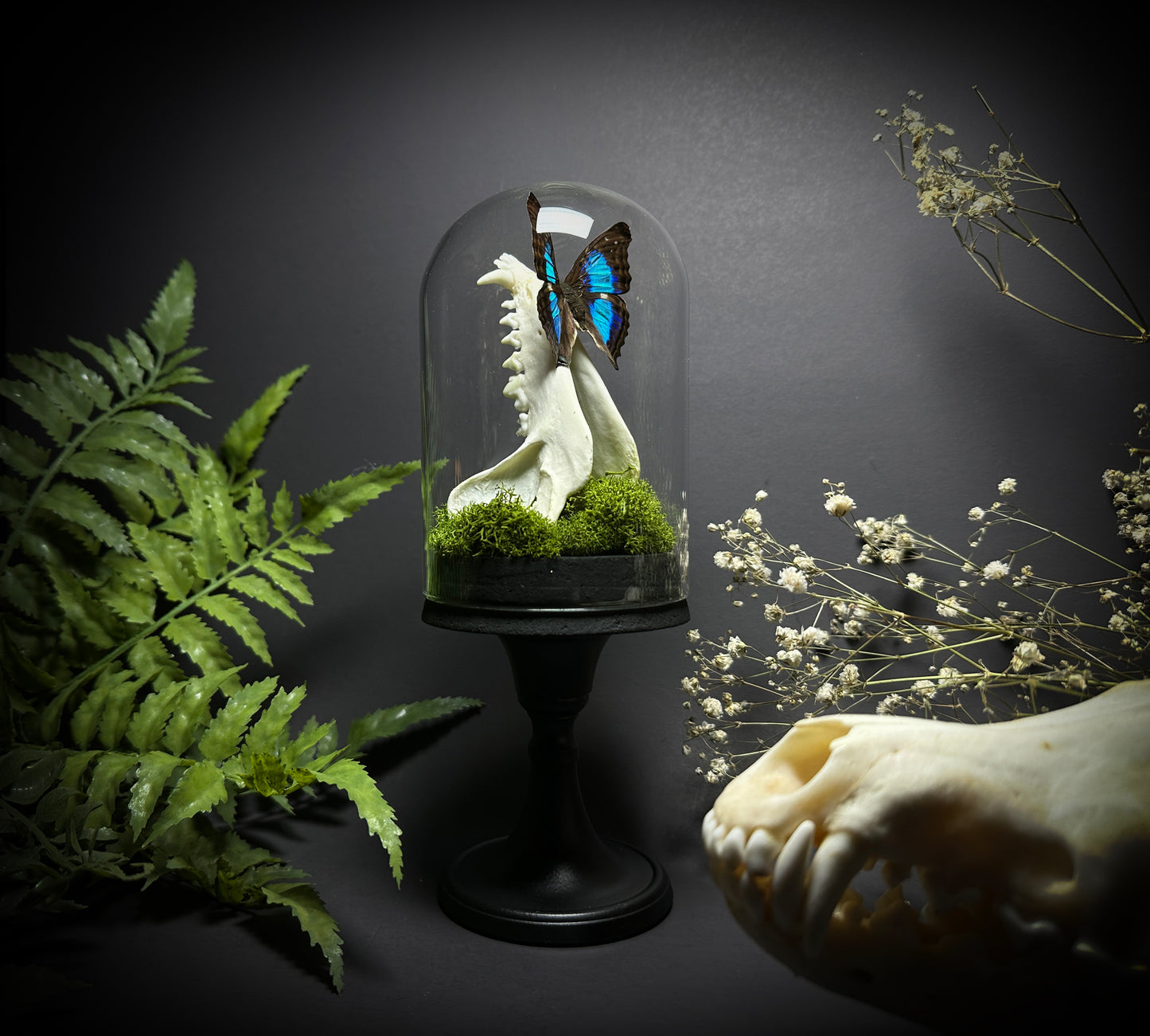 Taxidermy Raccoon Jawbone and Butterfly Dome Pedestal Display