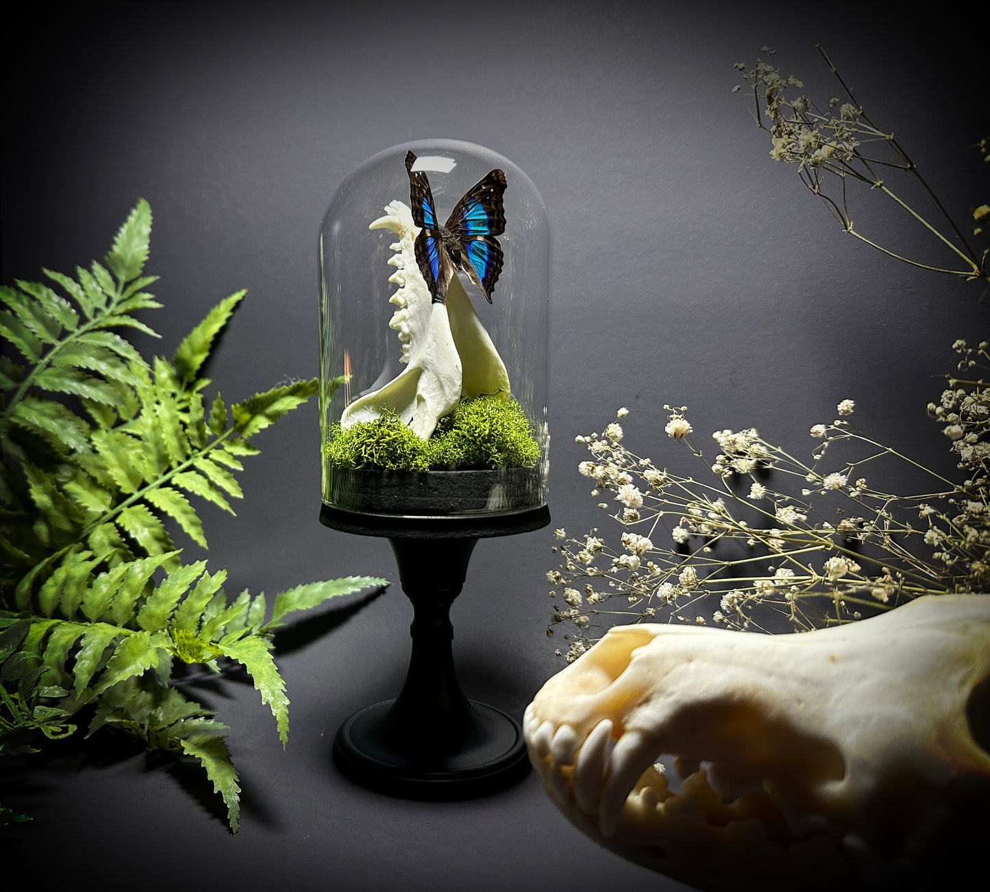 Taxidermy Raccoon Jawbone and Butterfly Dome Pedestal Display