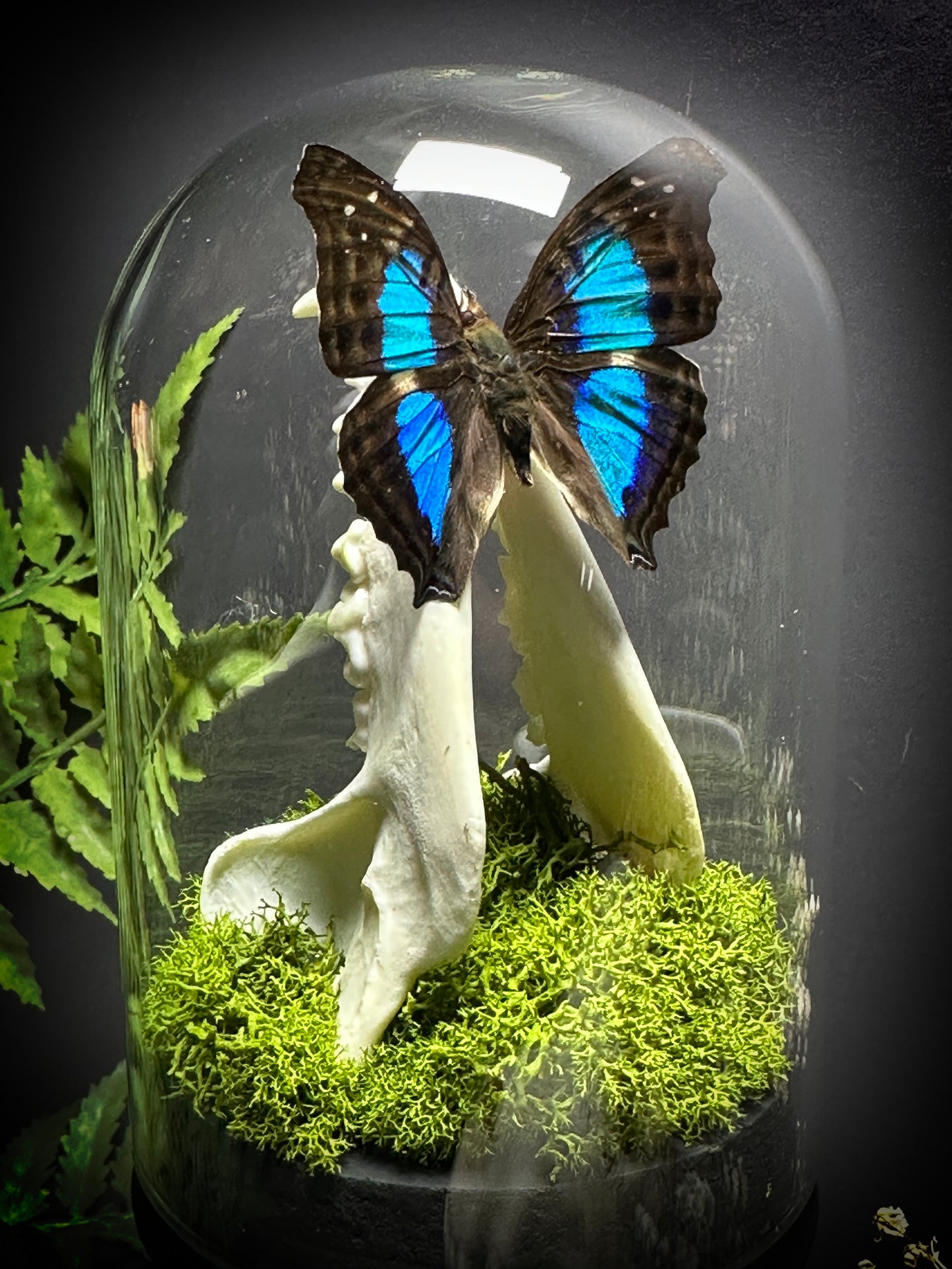 Taxidermy Raccoon Jawbone and Butterfly Dome Pedestal Display