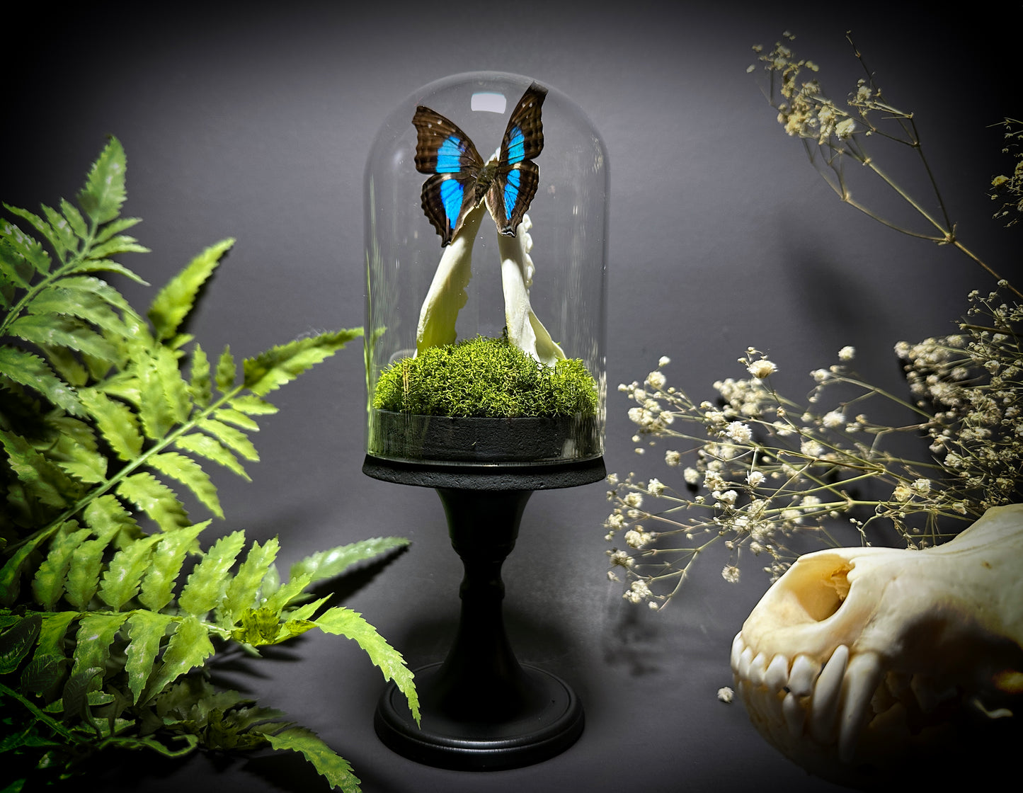 Taxidermy Raccoon Jawbone and Butterfly Dome Pedestal Display