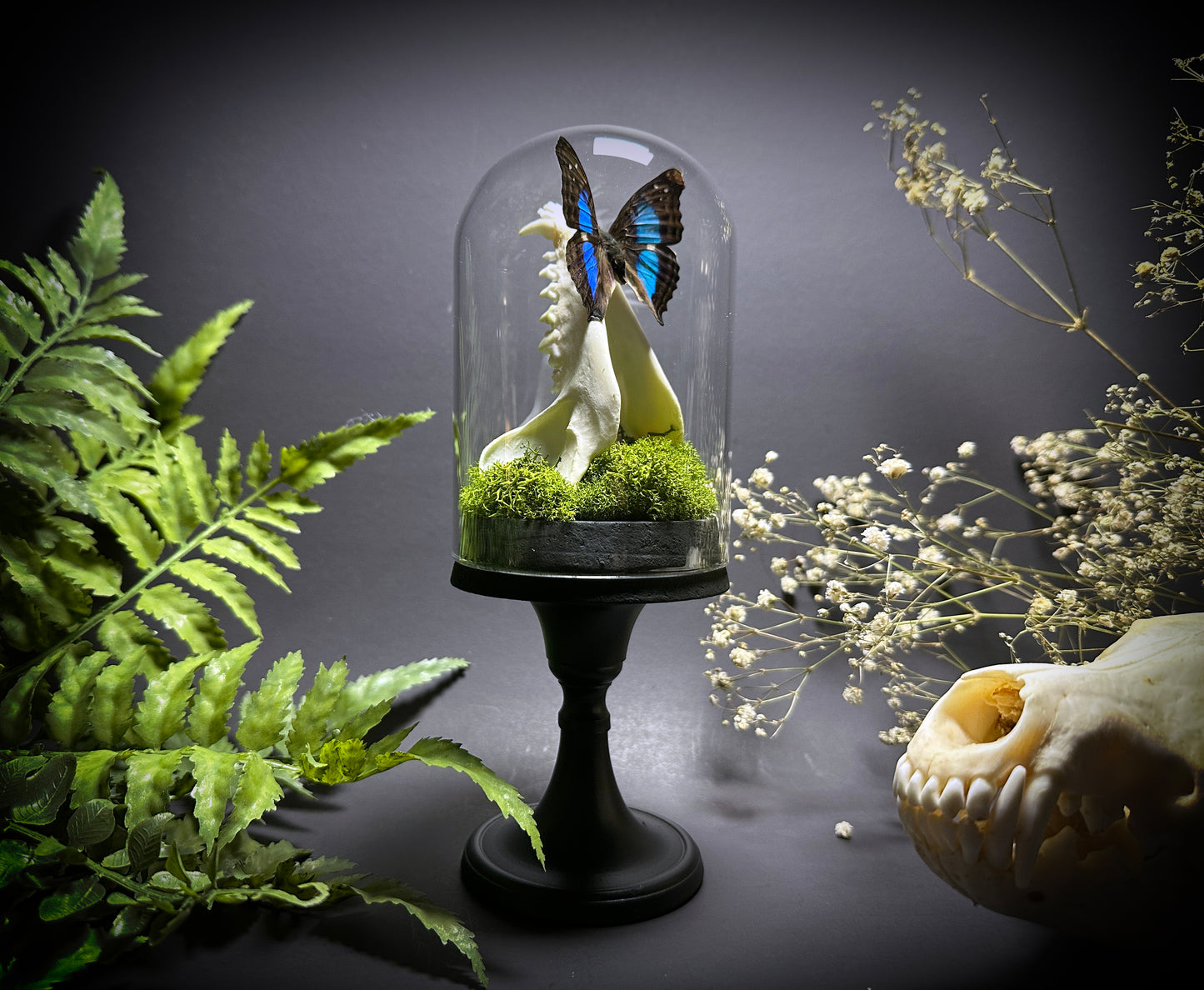 Taxidermy Raccoon Jawbone and Butterfly Dome Pedestal Display