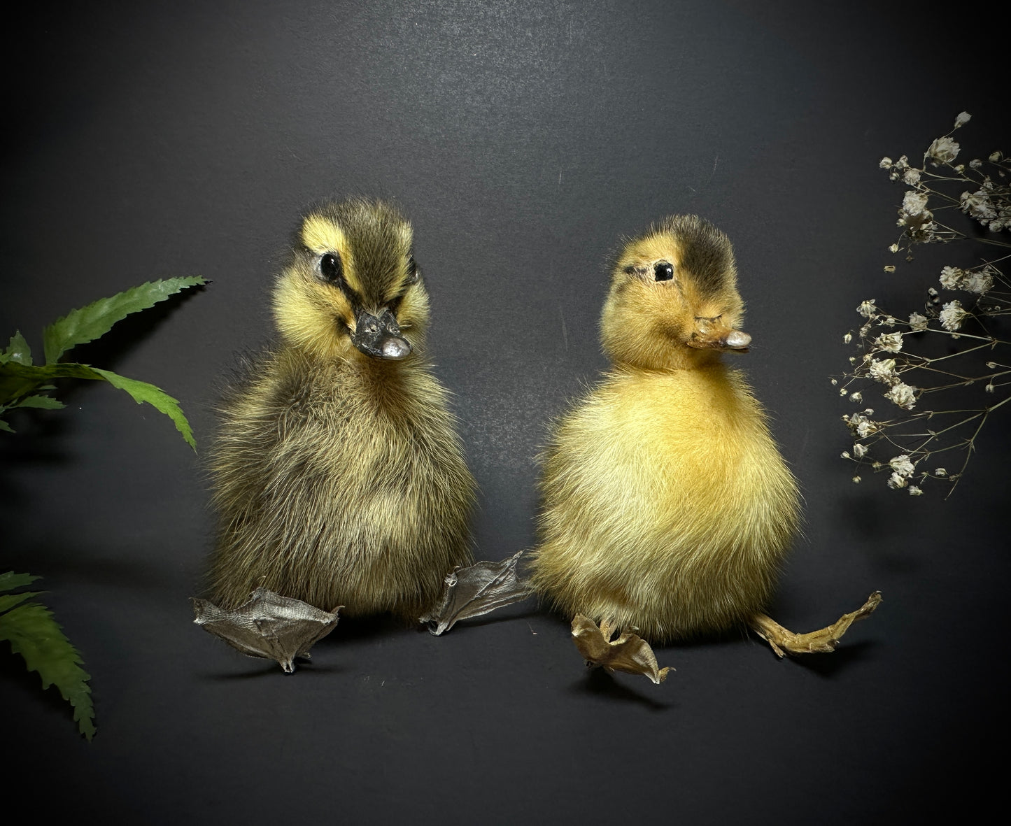 Taxidermy Baby Duckling Pedestal Dome Display