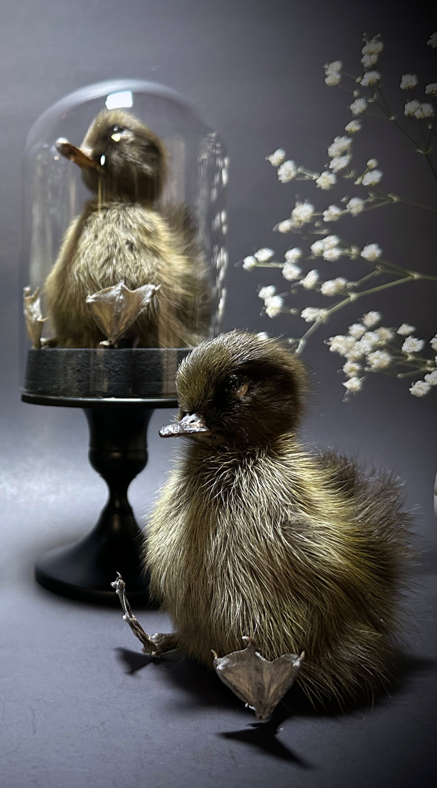 Taxidermy Baby Duckling Pedestal Dome Display