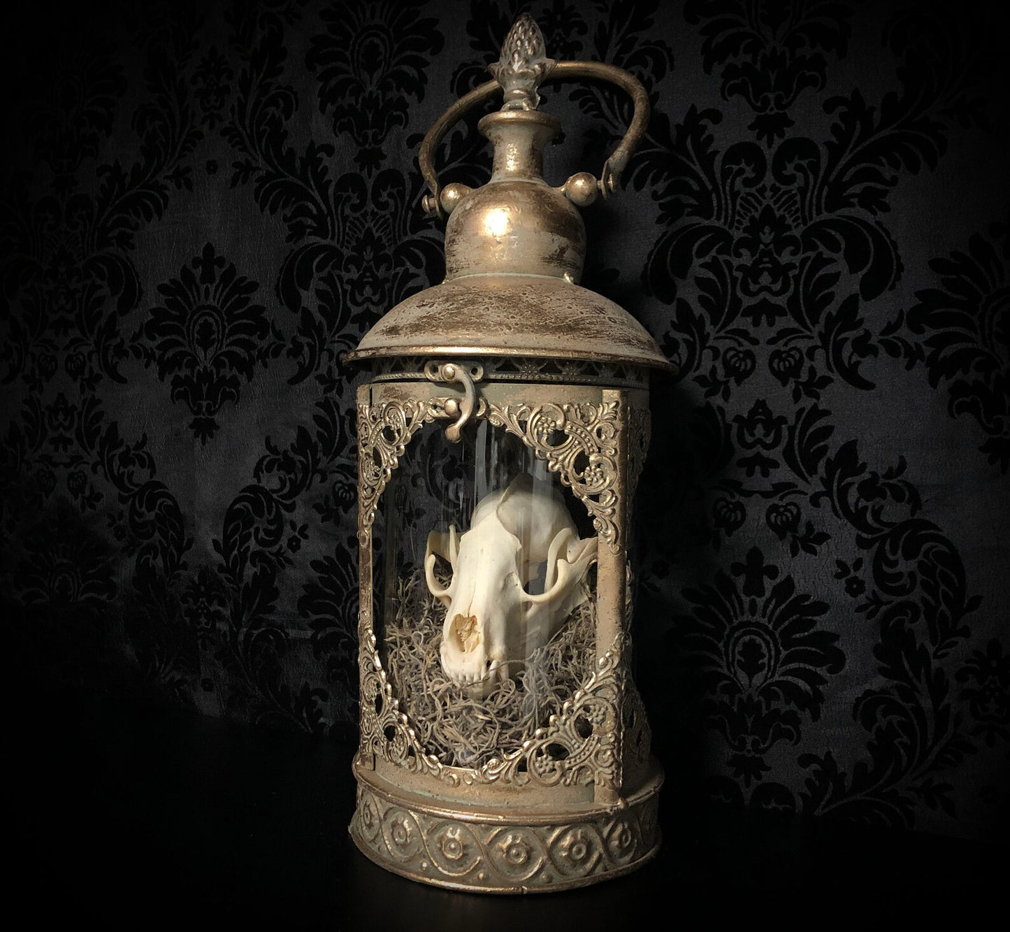 Antique Gold Taxidermy Raccoon Skull Lantern with Lights