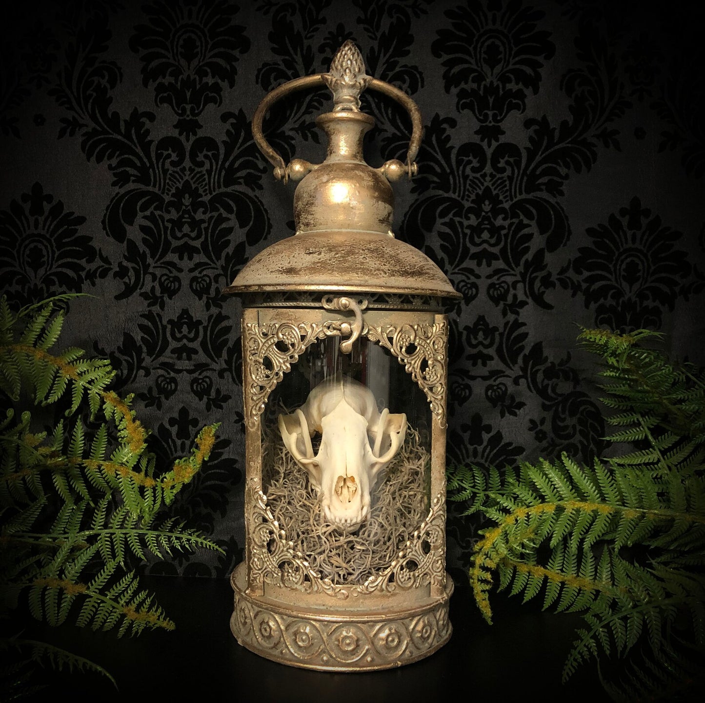 Antique Gold Taxidermy Raccoon Skull Lantern with Lights