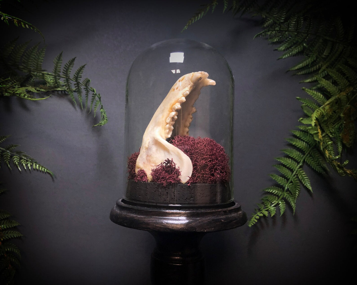 Tall Raccoon Jaw Pedestal Dome Display