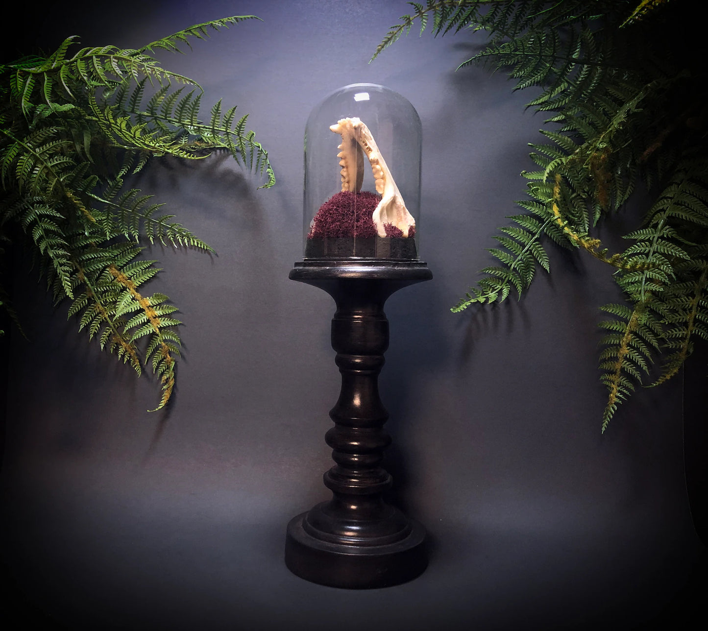 Tall Raccoon Jaw Pedestal Dome Display