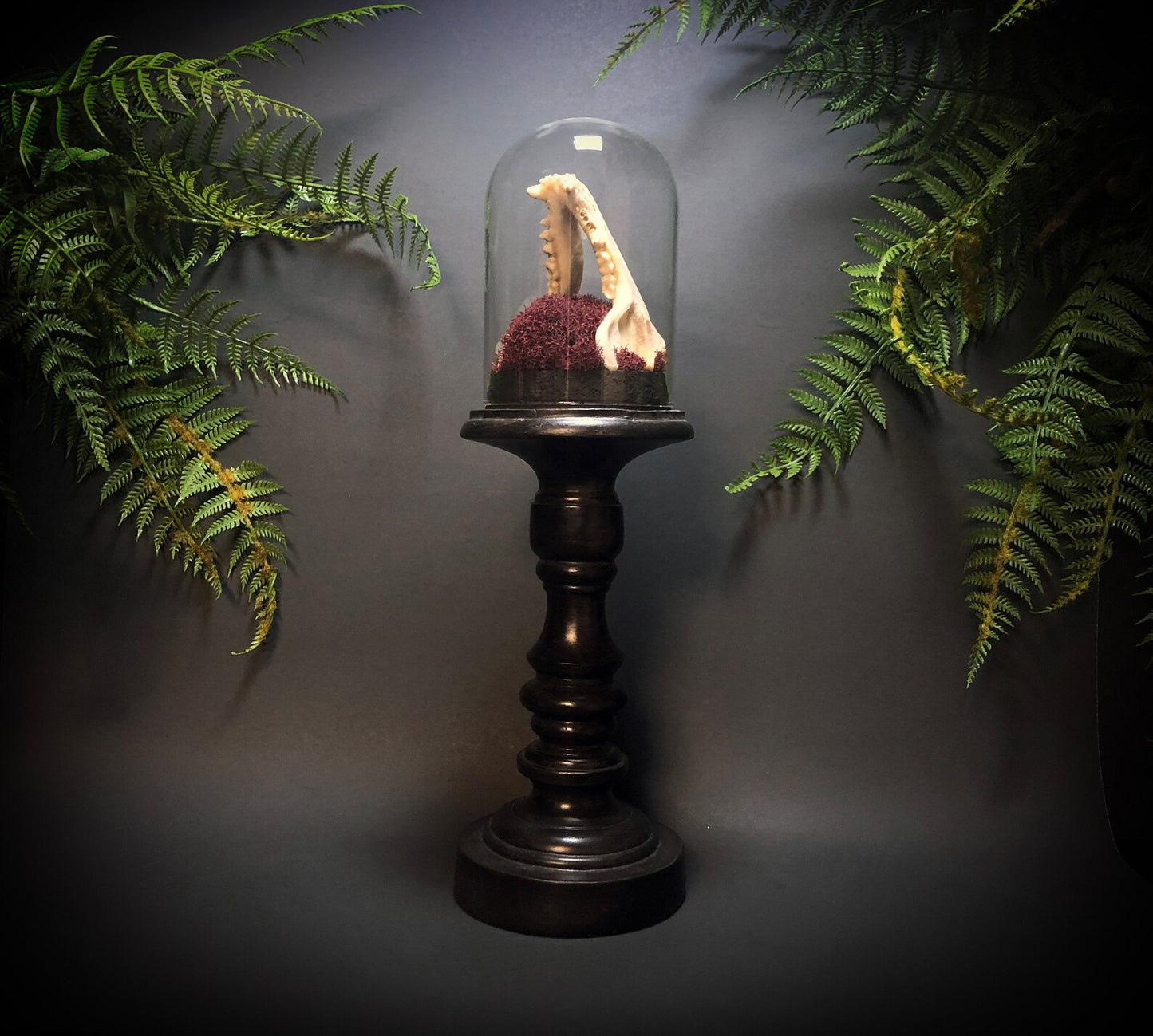 Tall Raccoon Jaw Pedestal Dome Display