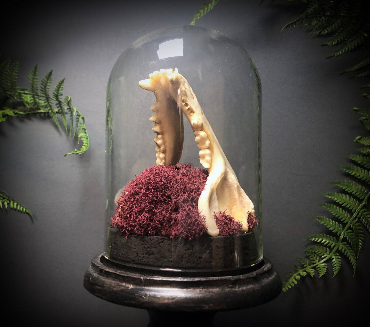 Tall Raccoon Jaw Pedestal Dome Display