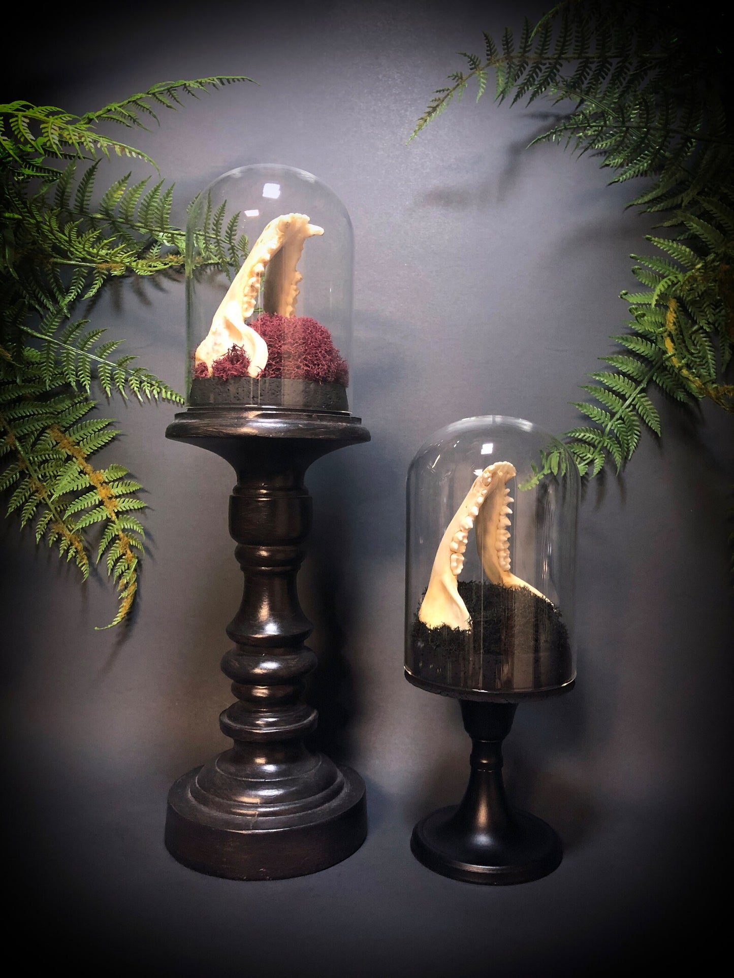 Tall Raccoon Jaw Pedestal Dome Display