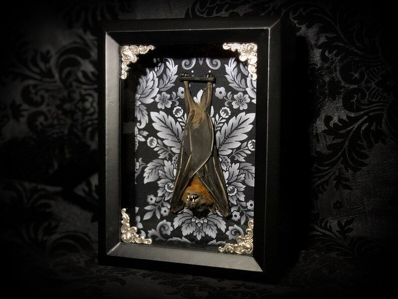 Taxidermy Bat Shadowbox with Black & White Damask Backing