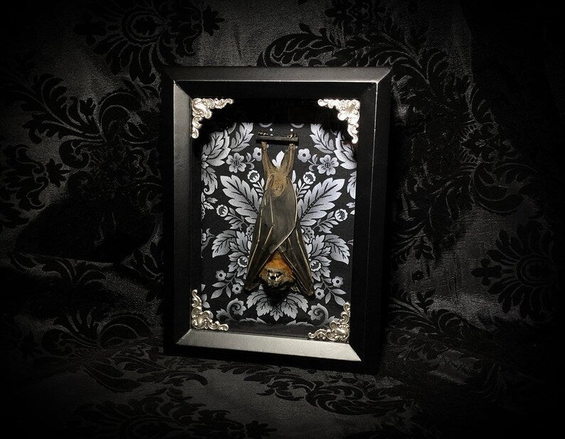 Taxidermy Bat Shadowbox with Black & White Damask Backing