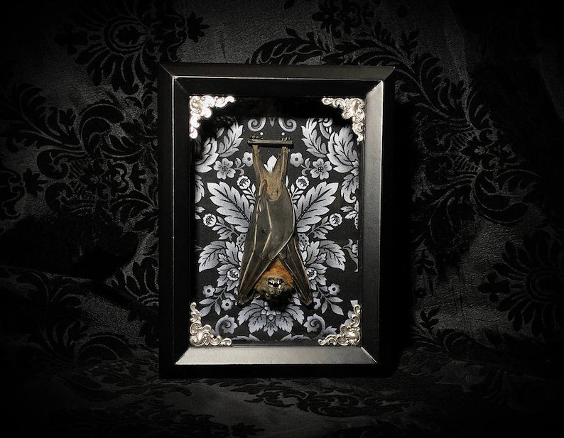 Taxidermy Bat Shadowbox with Black & White Damask Backing