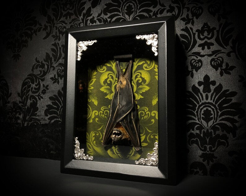 Taxidermy Bat Shadowbox with Green Damask Backing