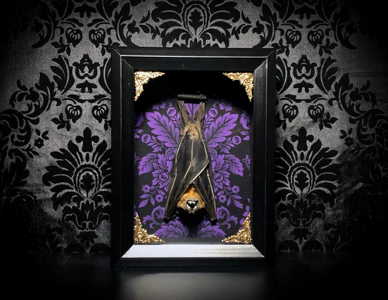 Taxidermy Bat Shadowbox with Purple Damask Backing