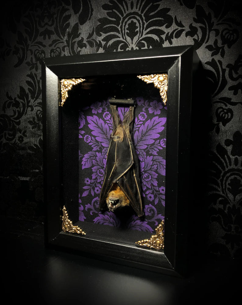 Taxidermy Bat Shadowbox with Purple Damask Backing