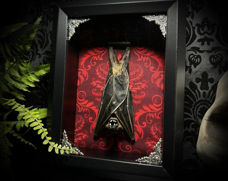 Taxidermy Bat Shadowbox with Red Damask Backing