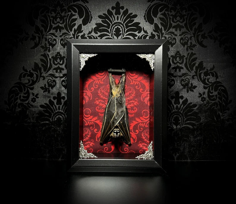 Taxidermy Bat Shadowbox with Red Damask Backing