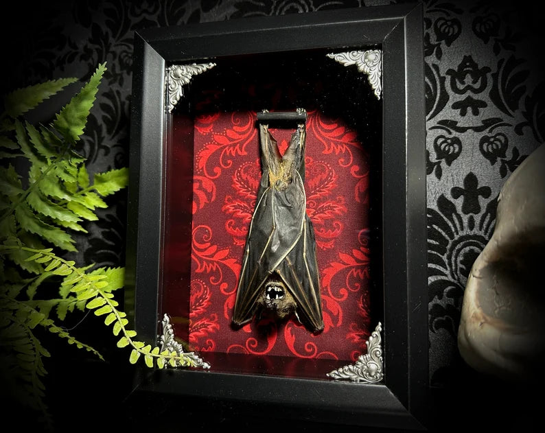 Taxidermy Bat Shadowbox with Red Damask Backing