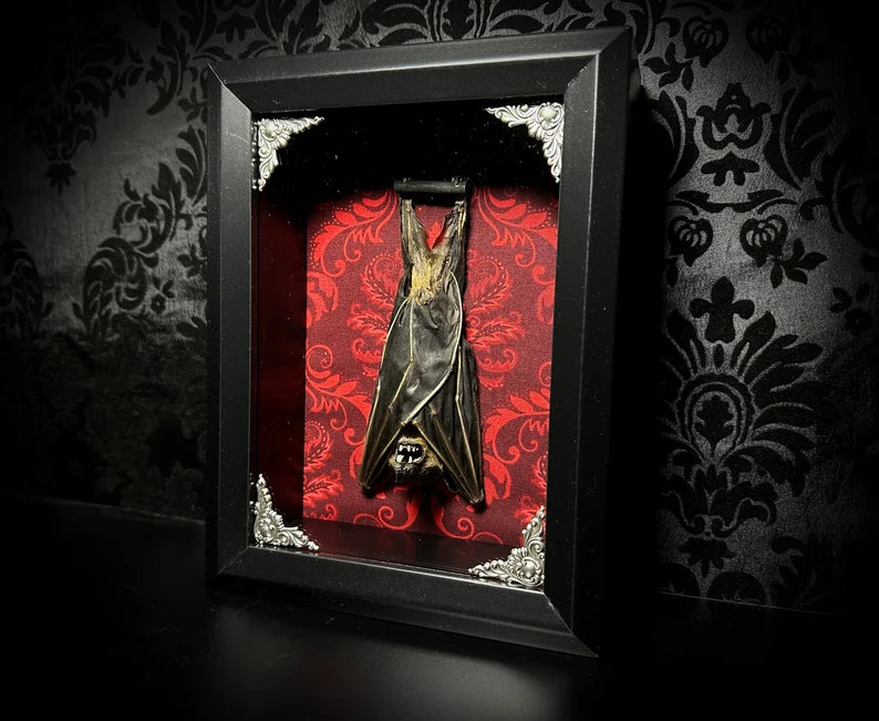 Taxidermy Bat Shadowbox with Red Damask Backing