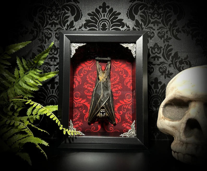 Taxidermy Bat Shadowbox with Red Damask Backing