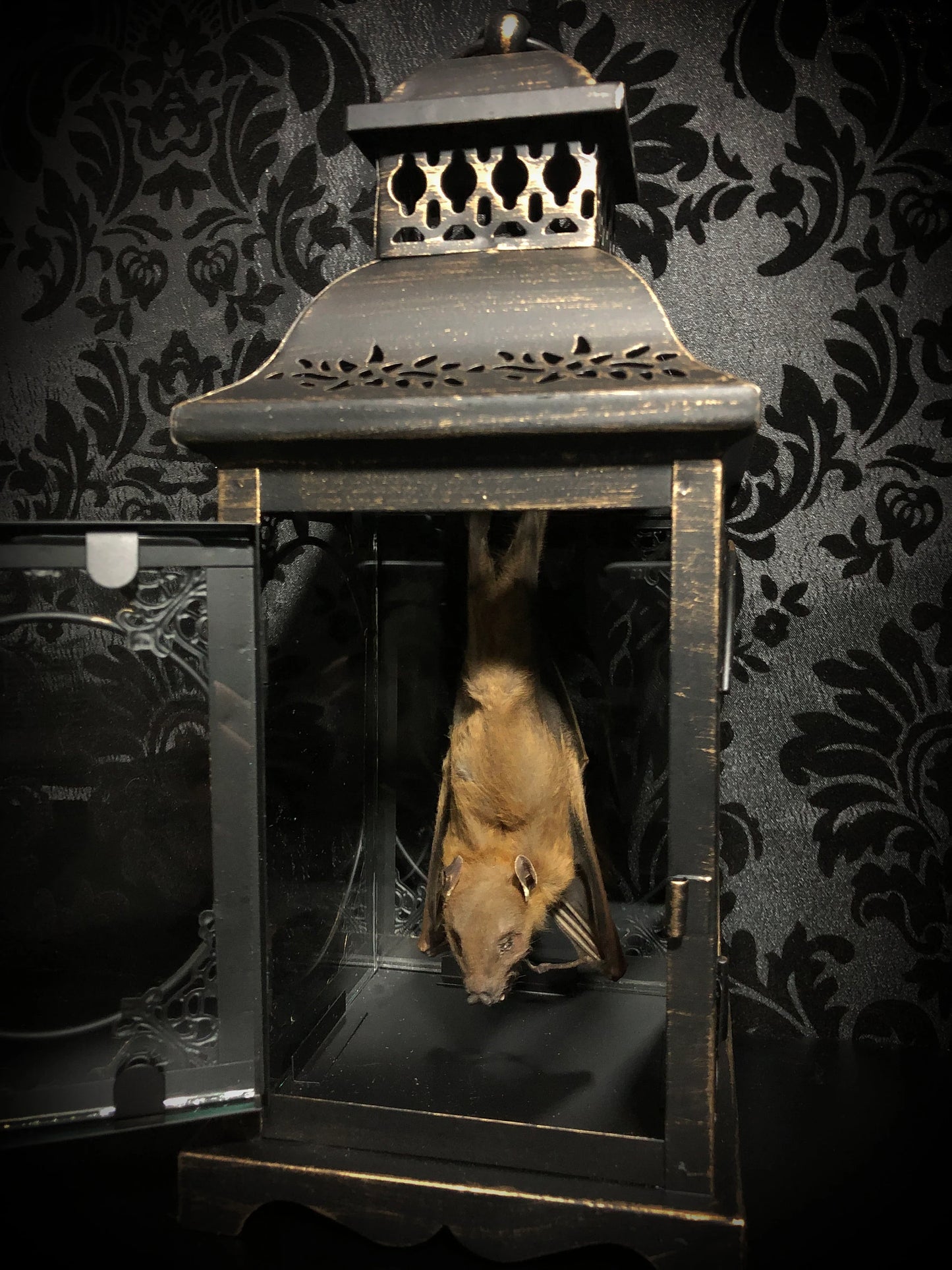 Small Light Up Taxidermy Bat Lantern - Back Hanging Position