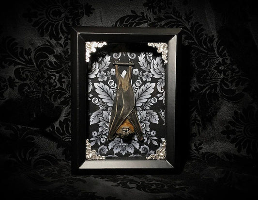 Taxidermy Bat Shadowbox with Black & White Damask Backing