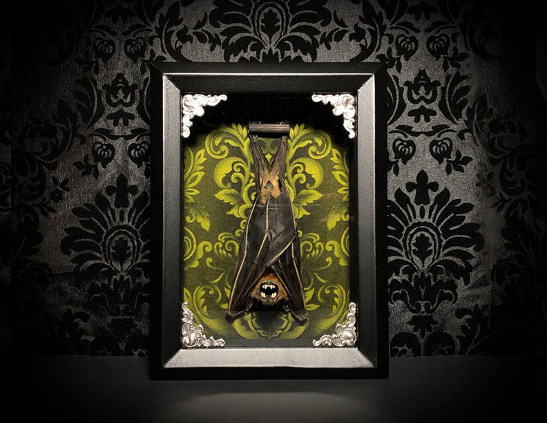 Taxidermy Bat Shadowbox with Green Damask Backing