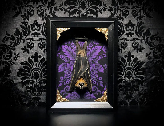 Taxidermy Bat Shadowbox with Purple Damask Backing