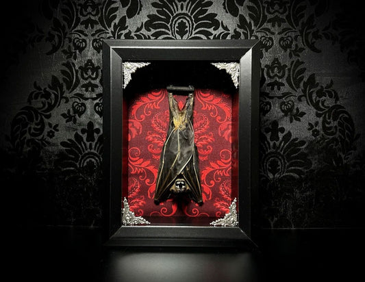 Taxidermy Bat Shadowbox with Red Damask Backing