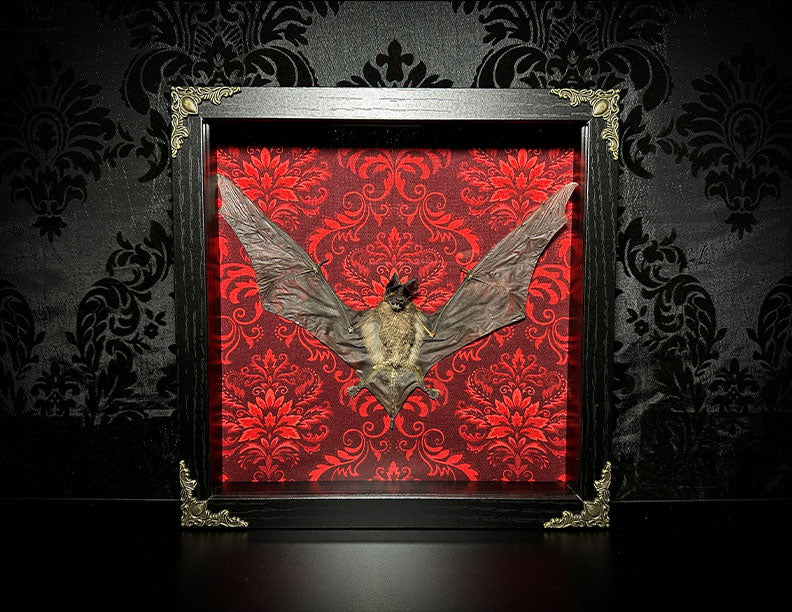 Taxidermy Bat Shadowbox Featuring Javan Mastiff Bat with Red Damask Backing