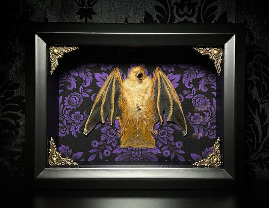 LAST ONE - (DISCONTINUED) Taxidermy Bat Shadowbox with Painted Bat on Purple Damask Backing