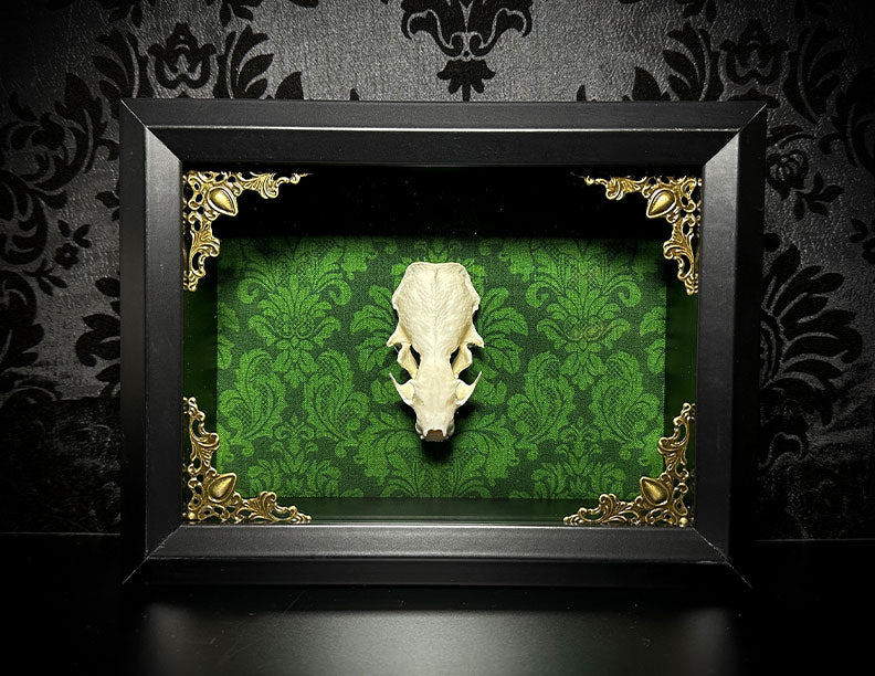 Taxidermy Mink Skull Shadowbox with Green Damask Backing