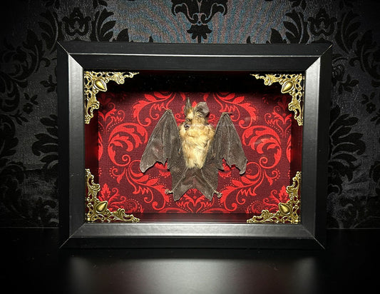 SALE - Taxidermy Horseshoe Bat Shadowbox with Red Damask Backing