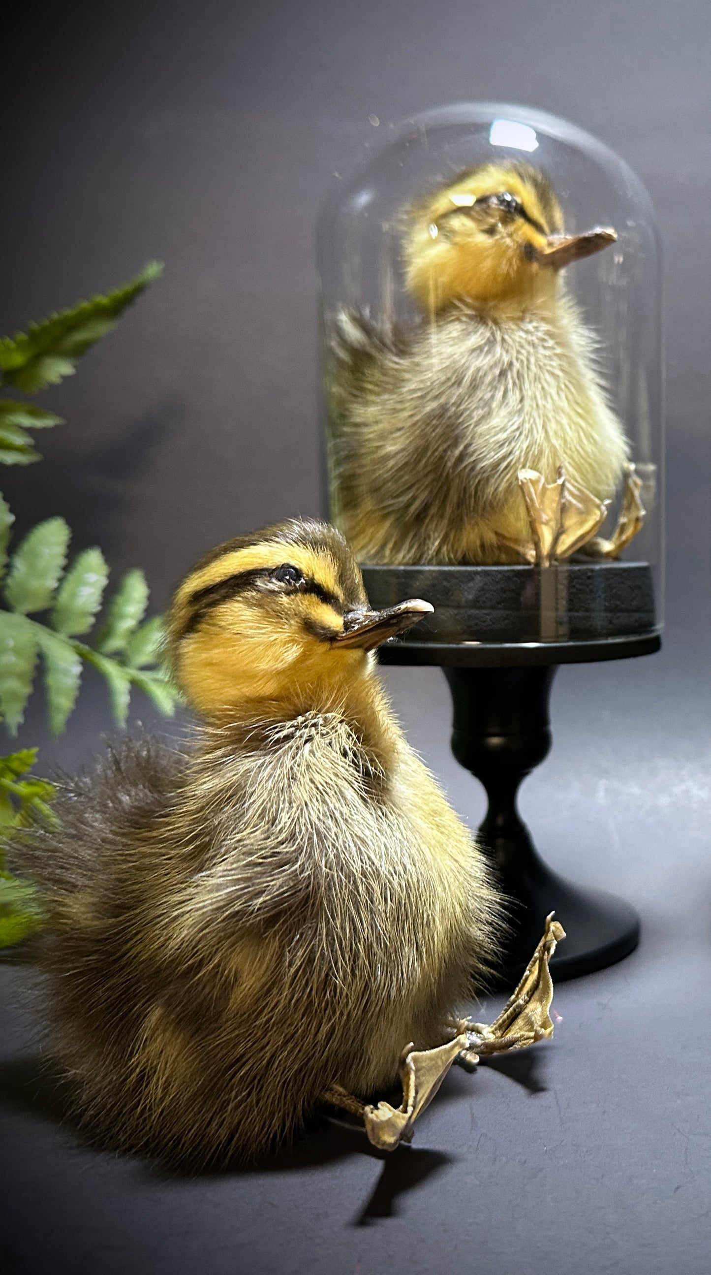 Taxidermy Baby Duckling Pedestal Dome Display